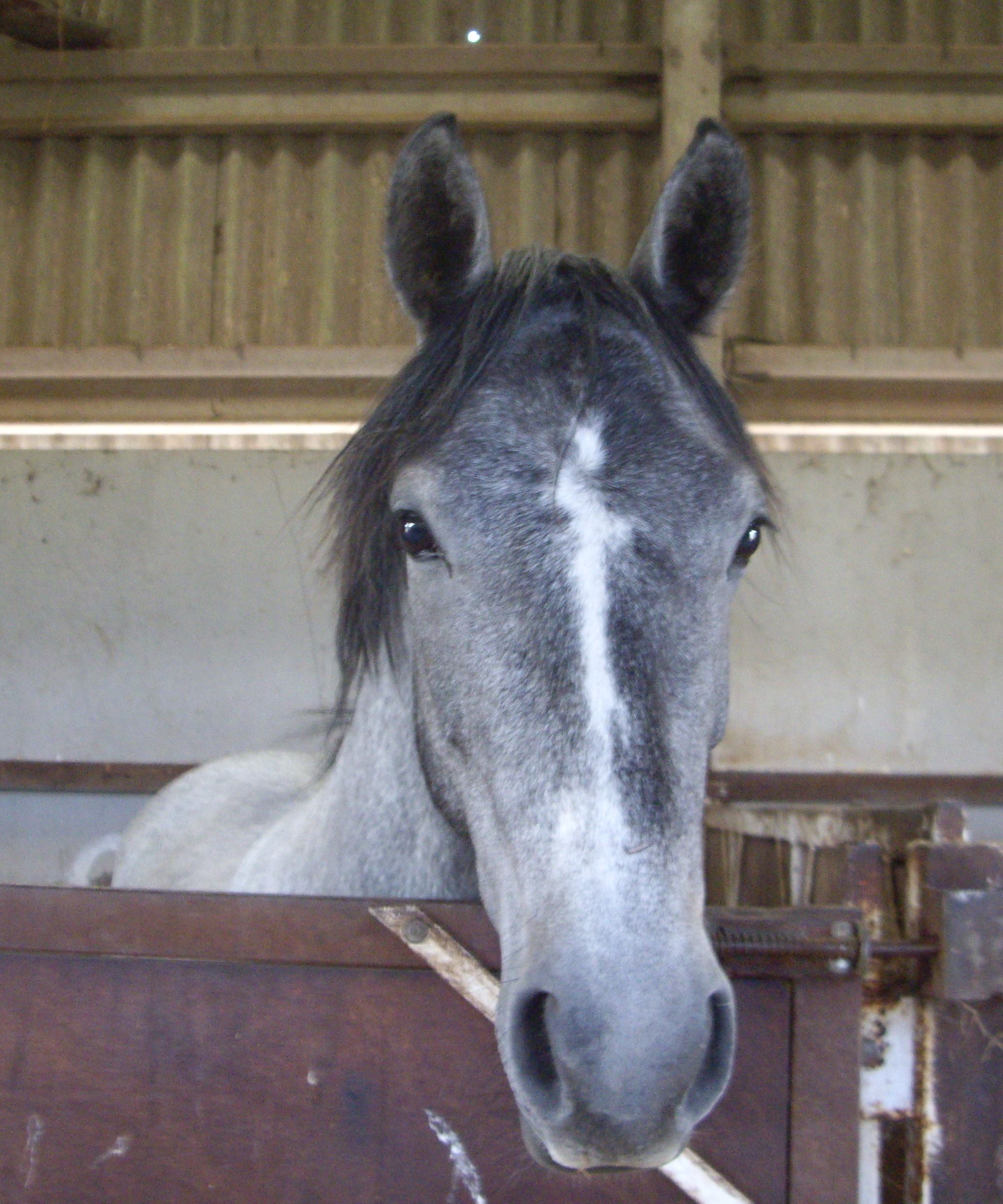 Juniper from the front looking at the camera over a stable door