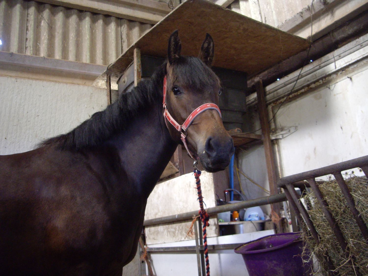 Head shot of Katyuska in the stable