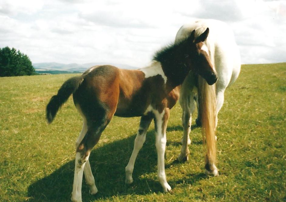Rose Quartz in the field as a young foal