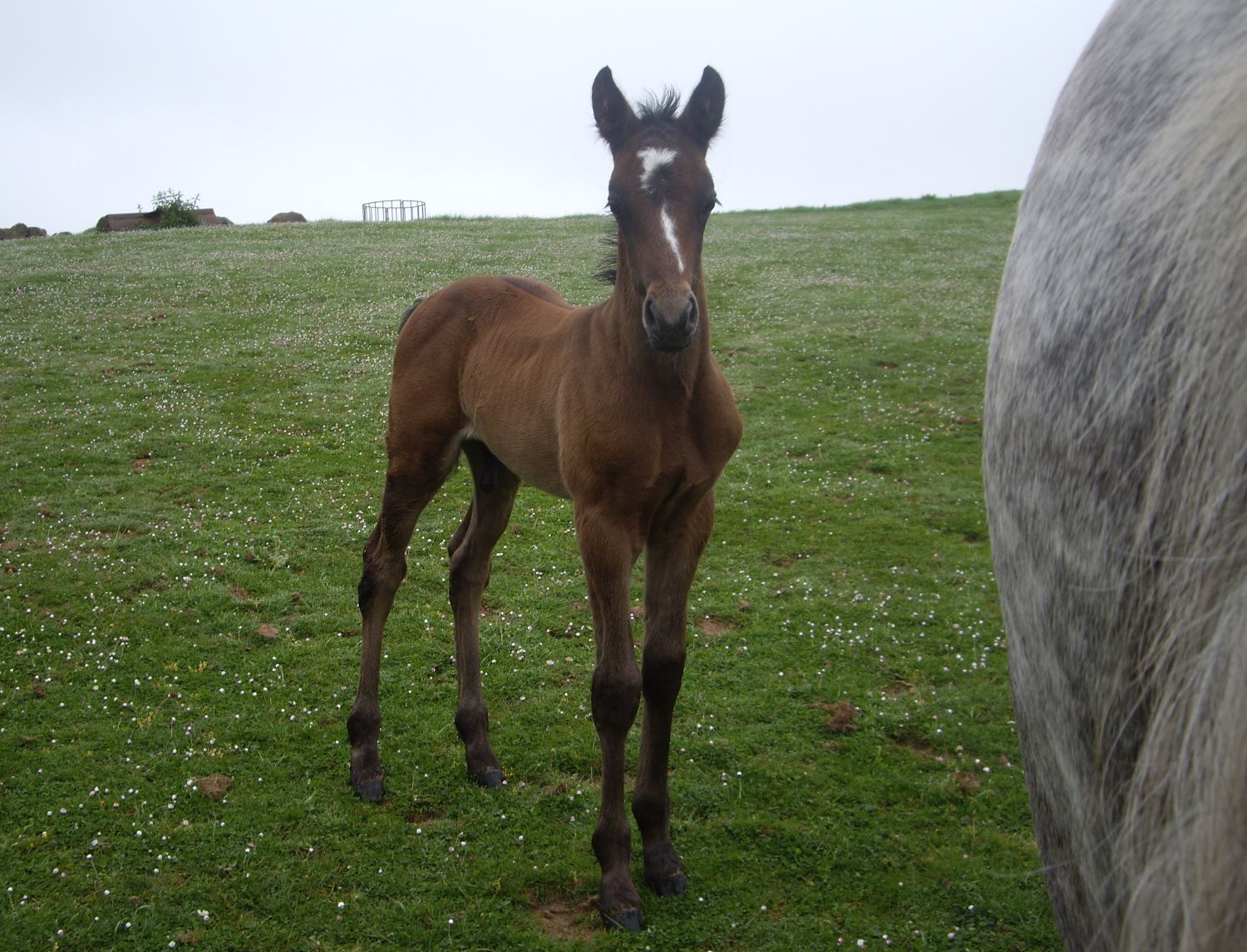 Spruce as a young chestnut  foal(1)