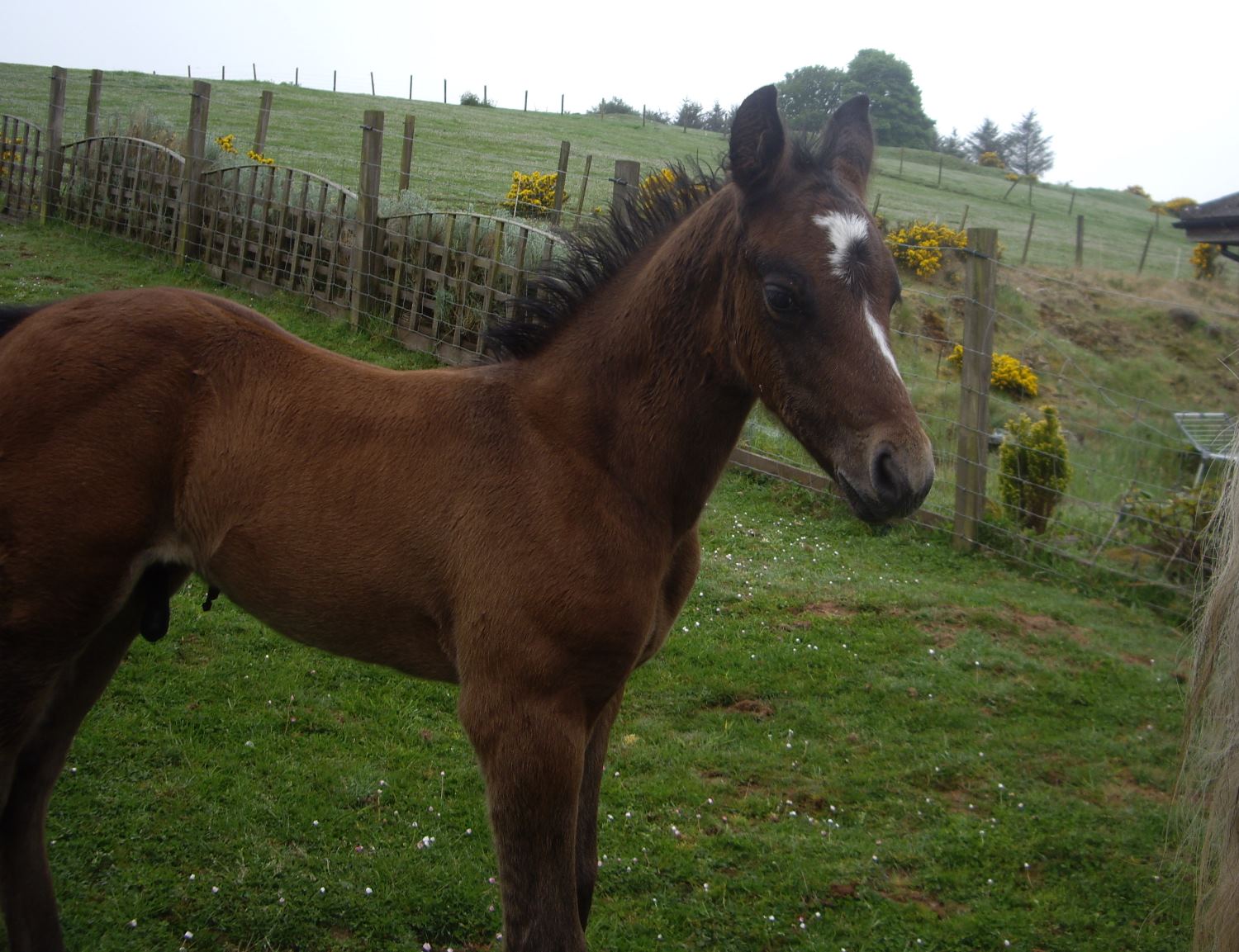 Spruce as a young chestnut  foal(2)