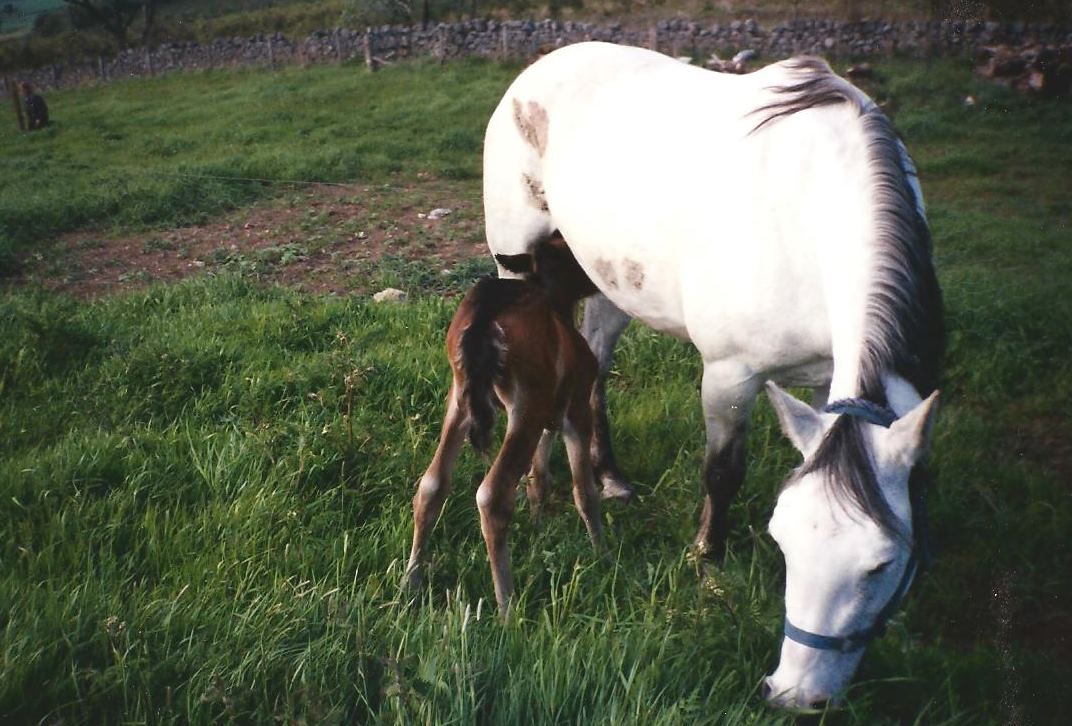 Tamarisk grazing with her first foal